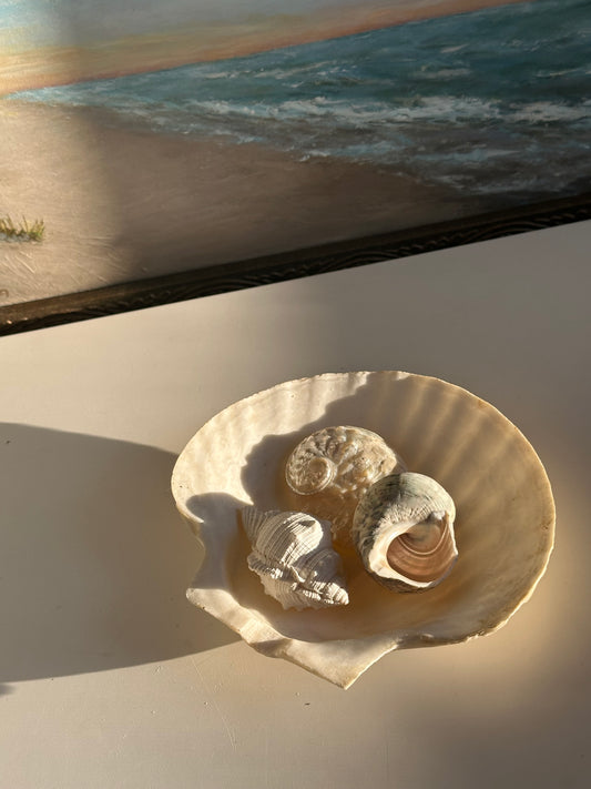 Real Seashells, Bundle of 4