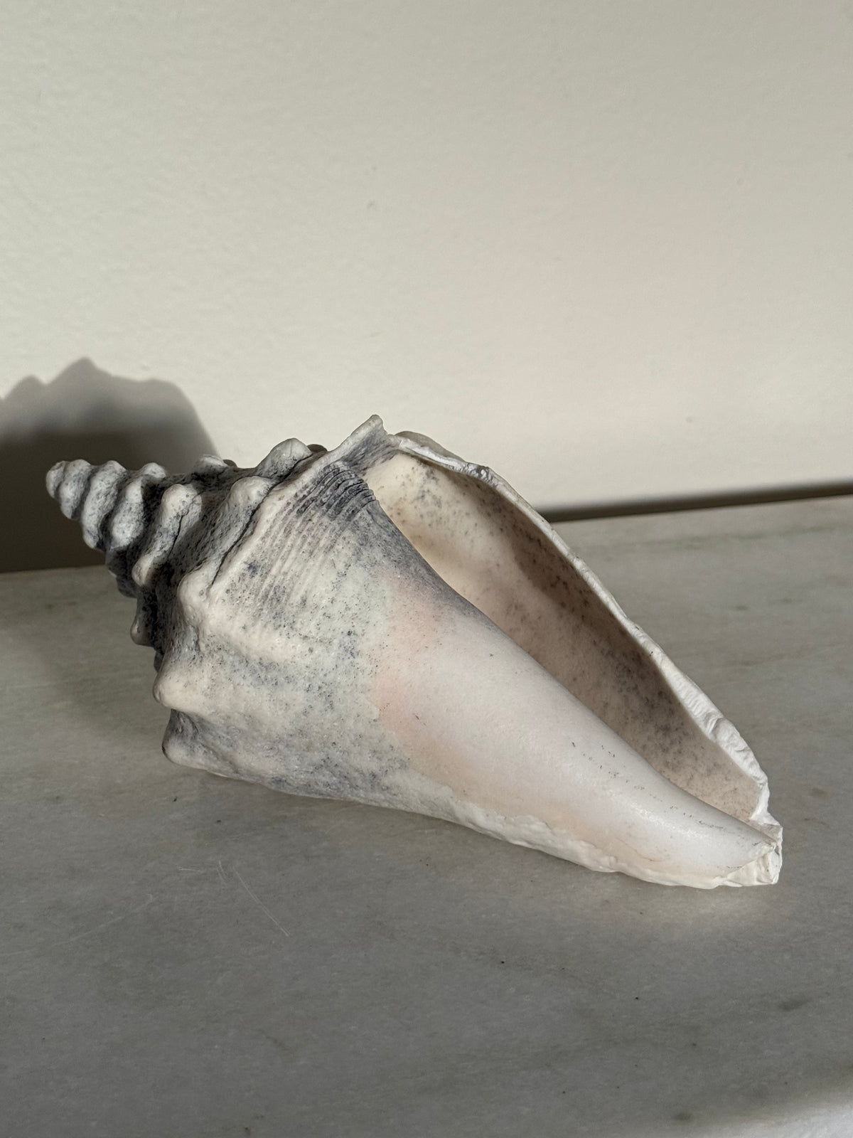 Real Conch Snail Shell