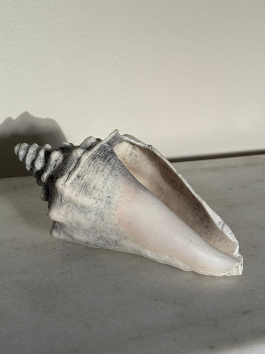 Real Conch Snail Shell
