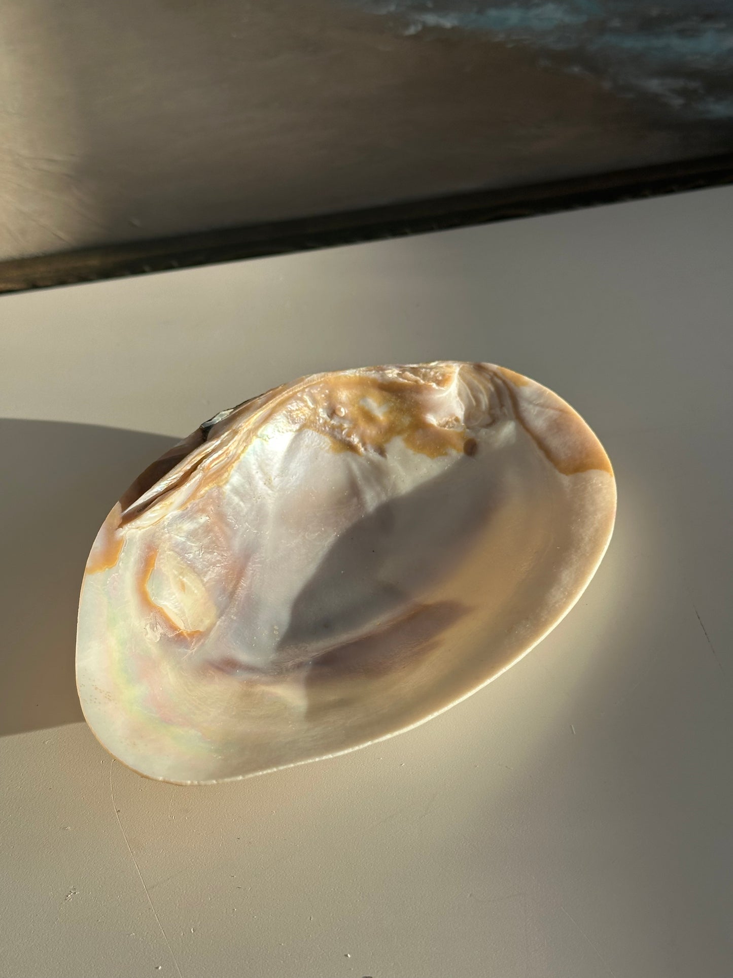 Real Freshwater Mussel Shell