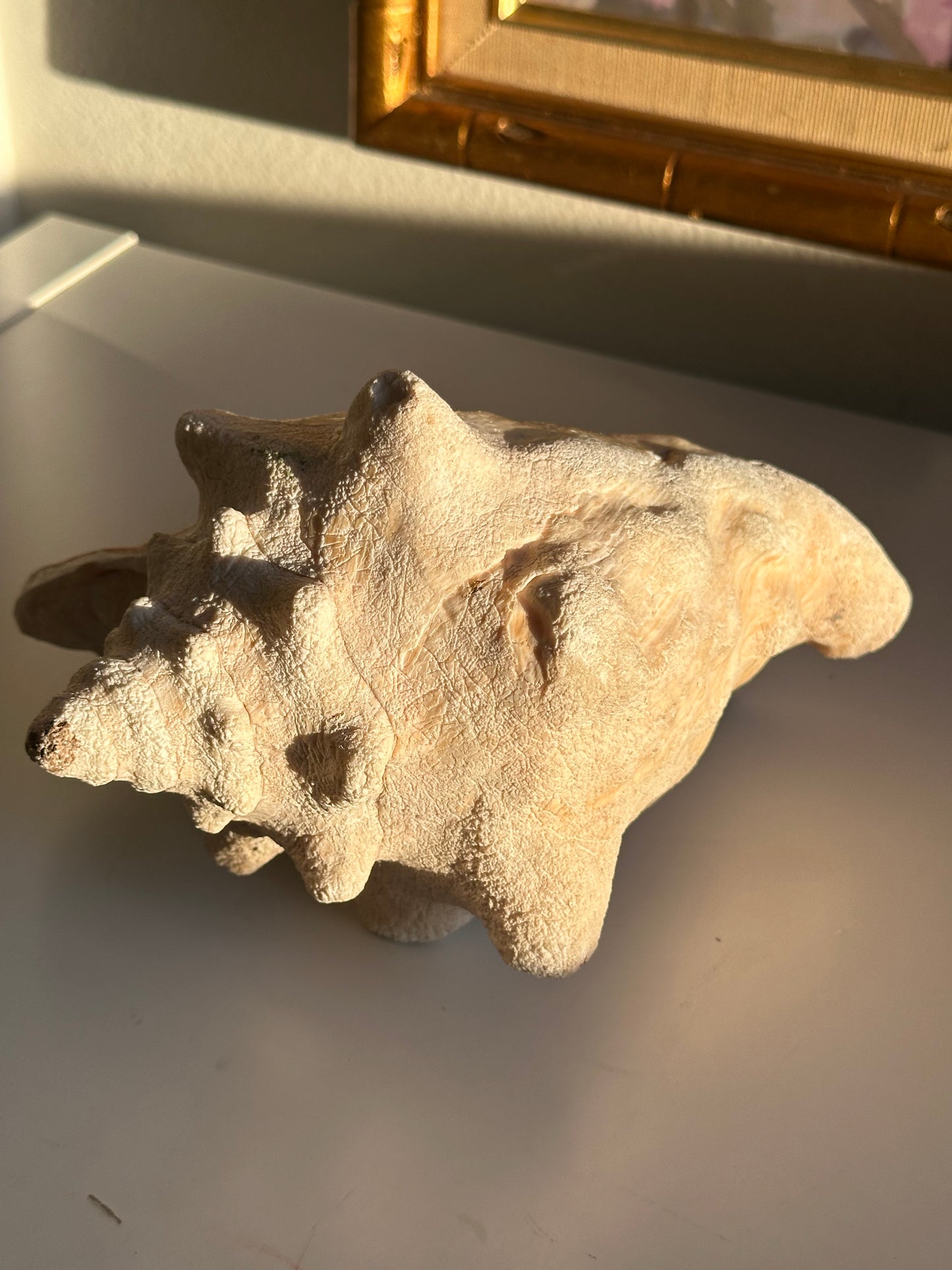 Real Conch Seashell