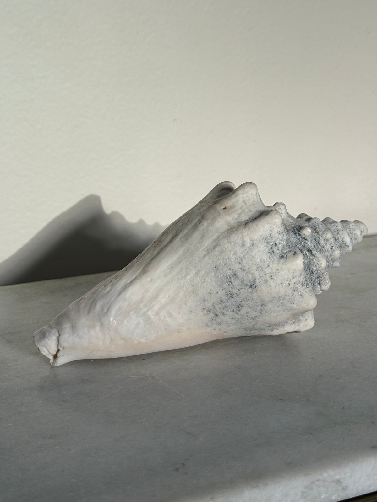 Real Conch Snail Shell
