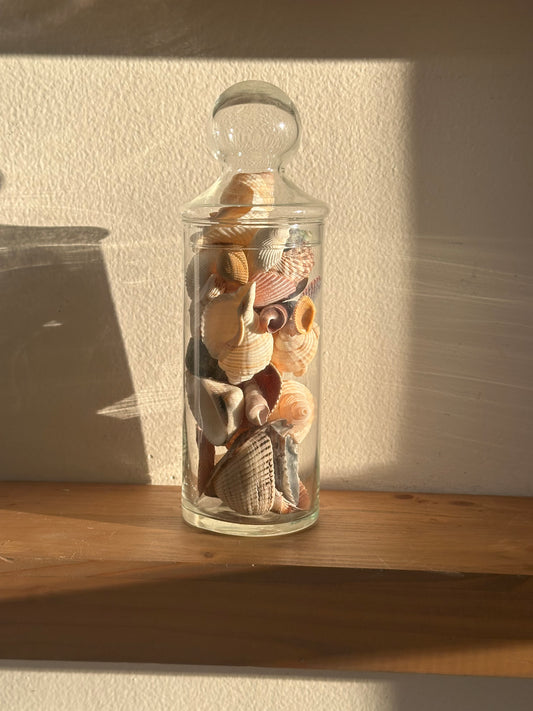 Glass Cylinder Vase with Real Seashells