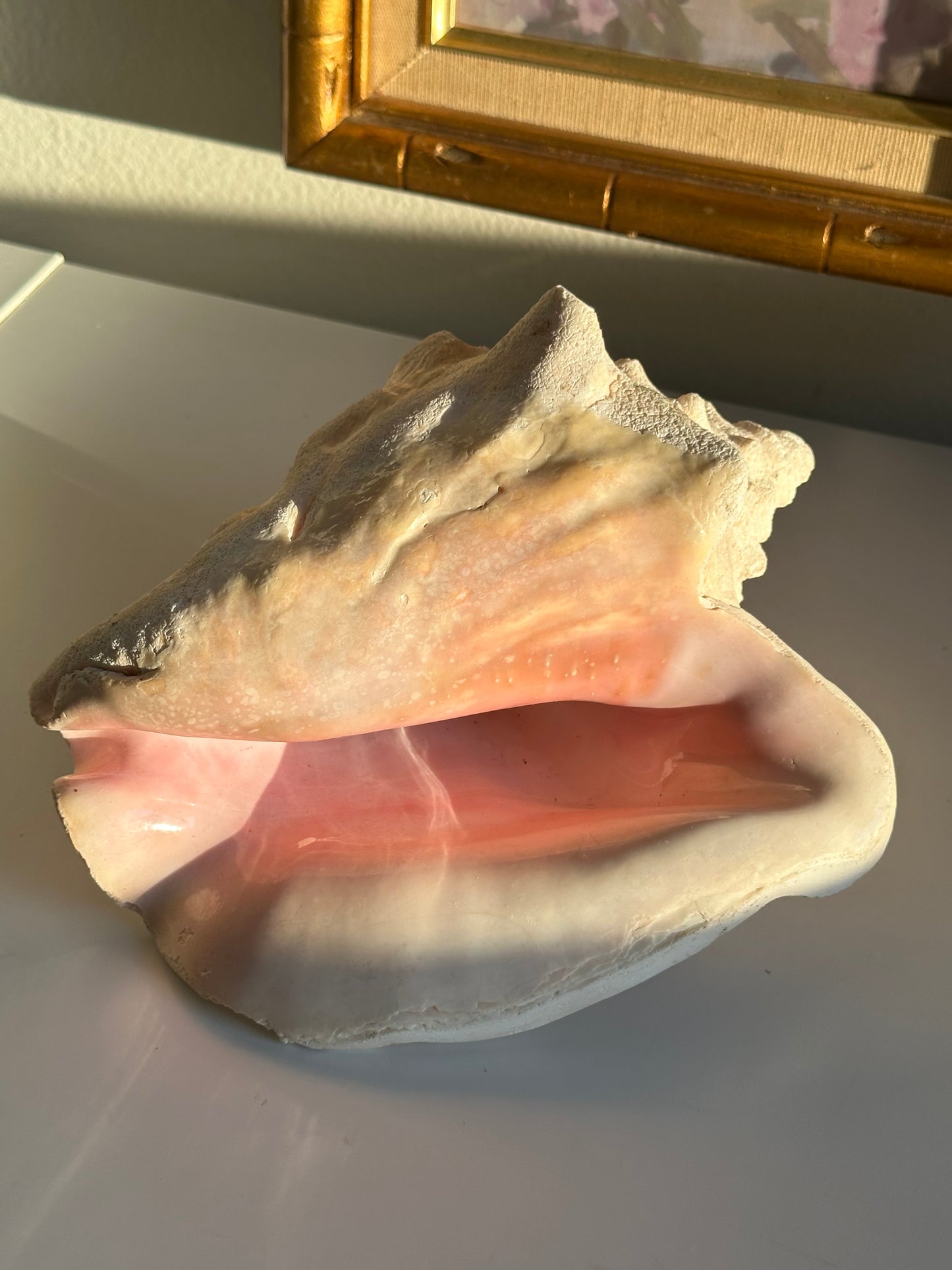 Real Conch Seashell
