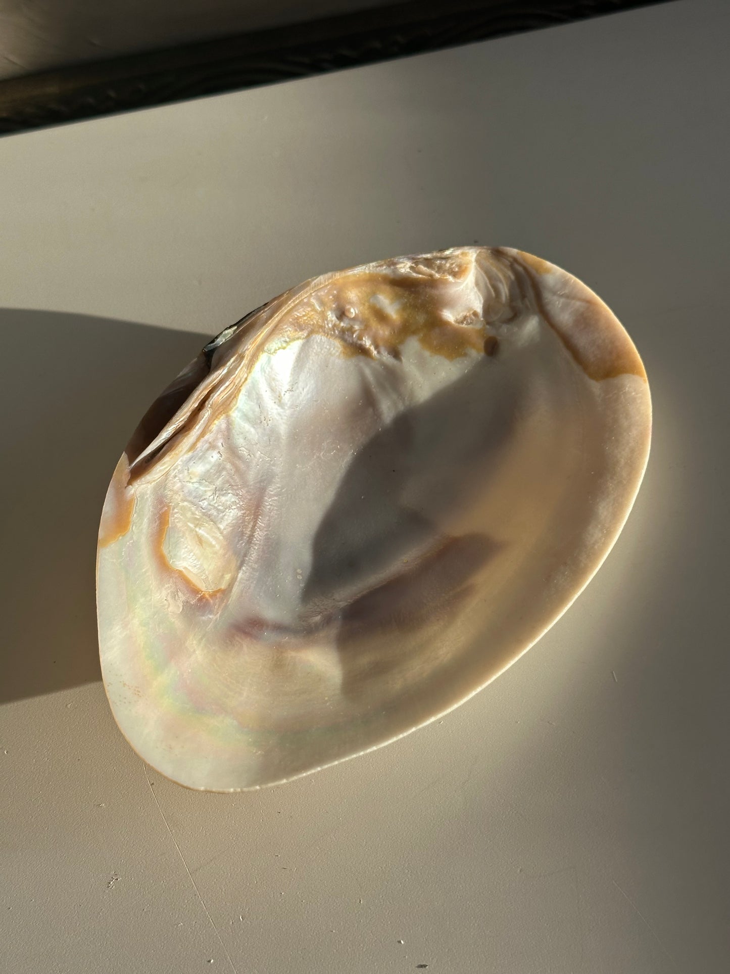 Real Freshwater Mussel Shell