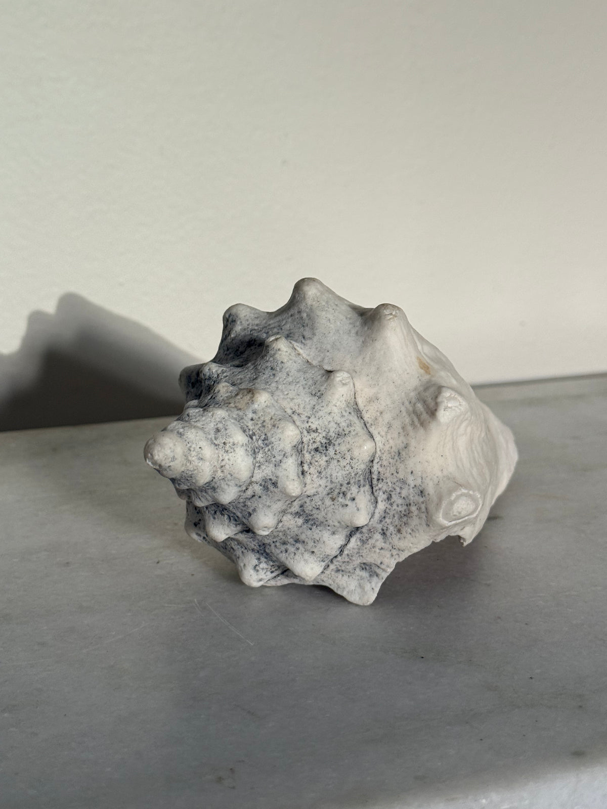 Real Conch Snail Shell