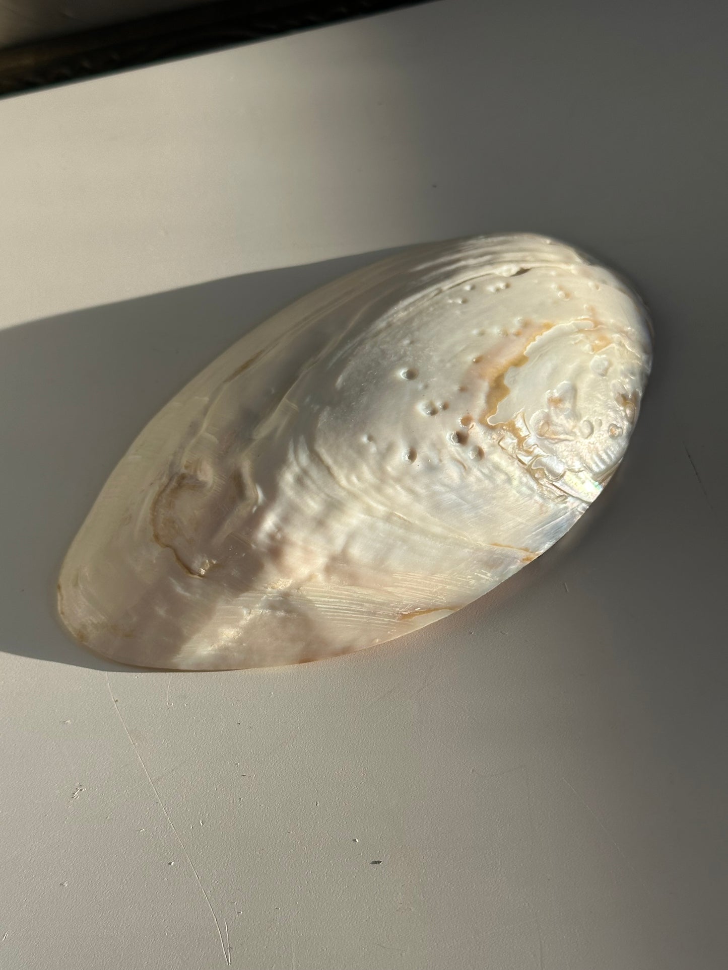Real Freshwater Mussel Shell