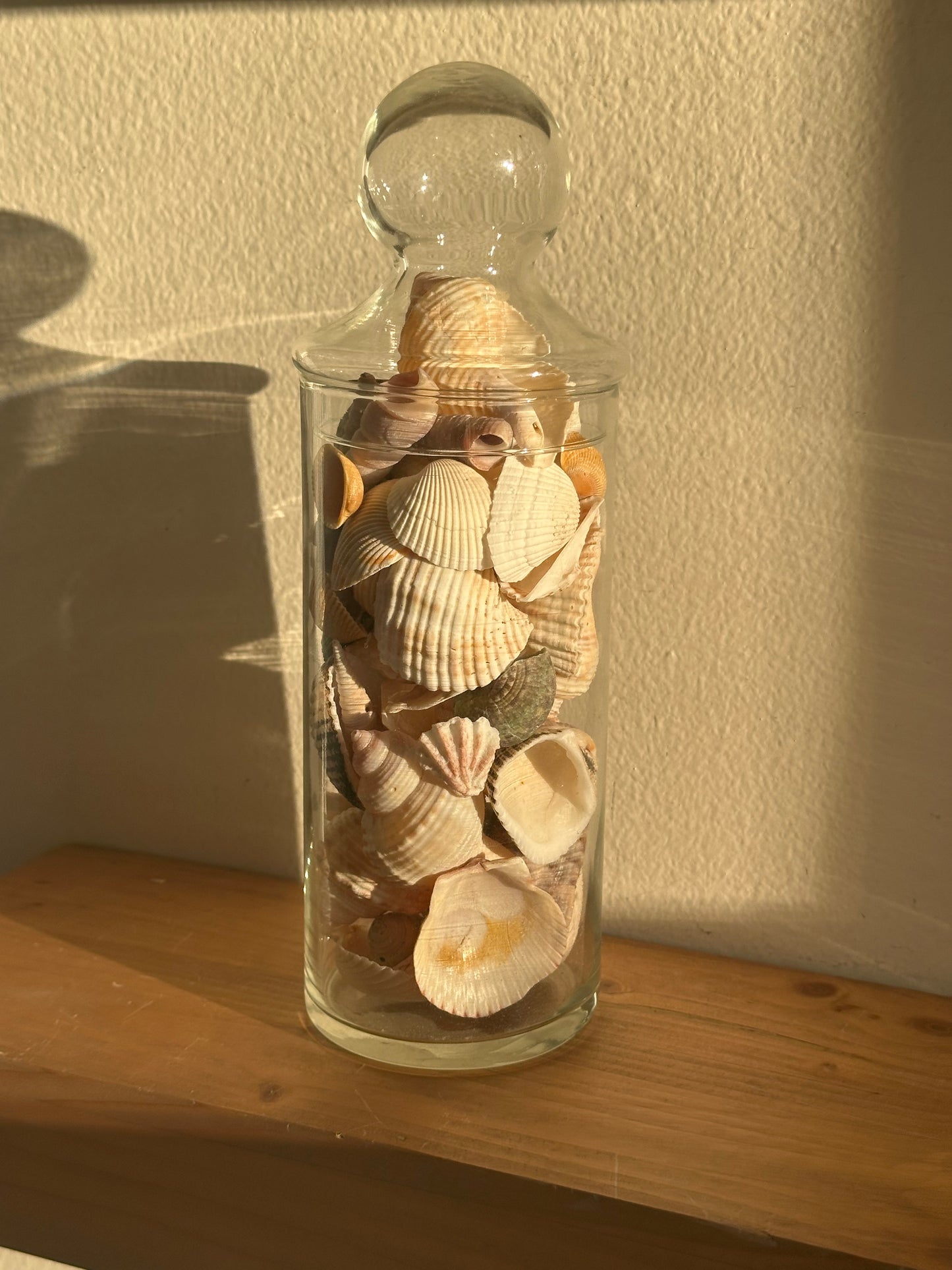 Glass Cylinder Vase with Real Seashells