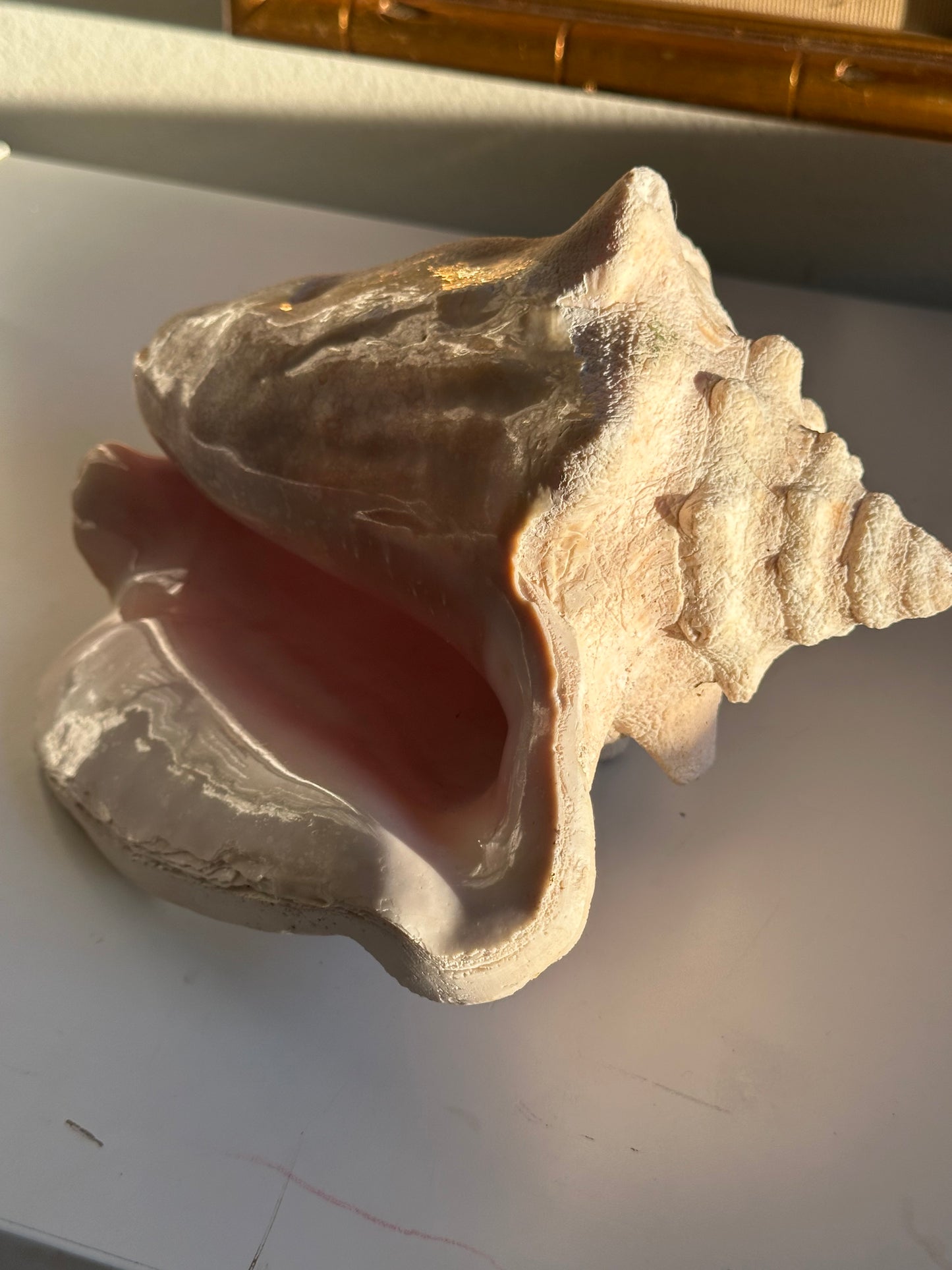 Real Conch Seashell