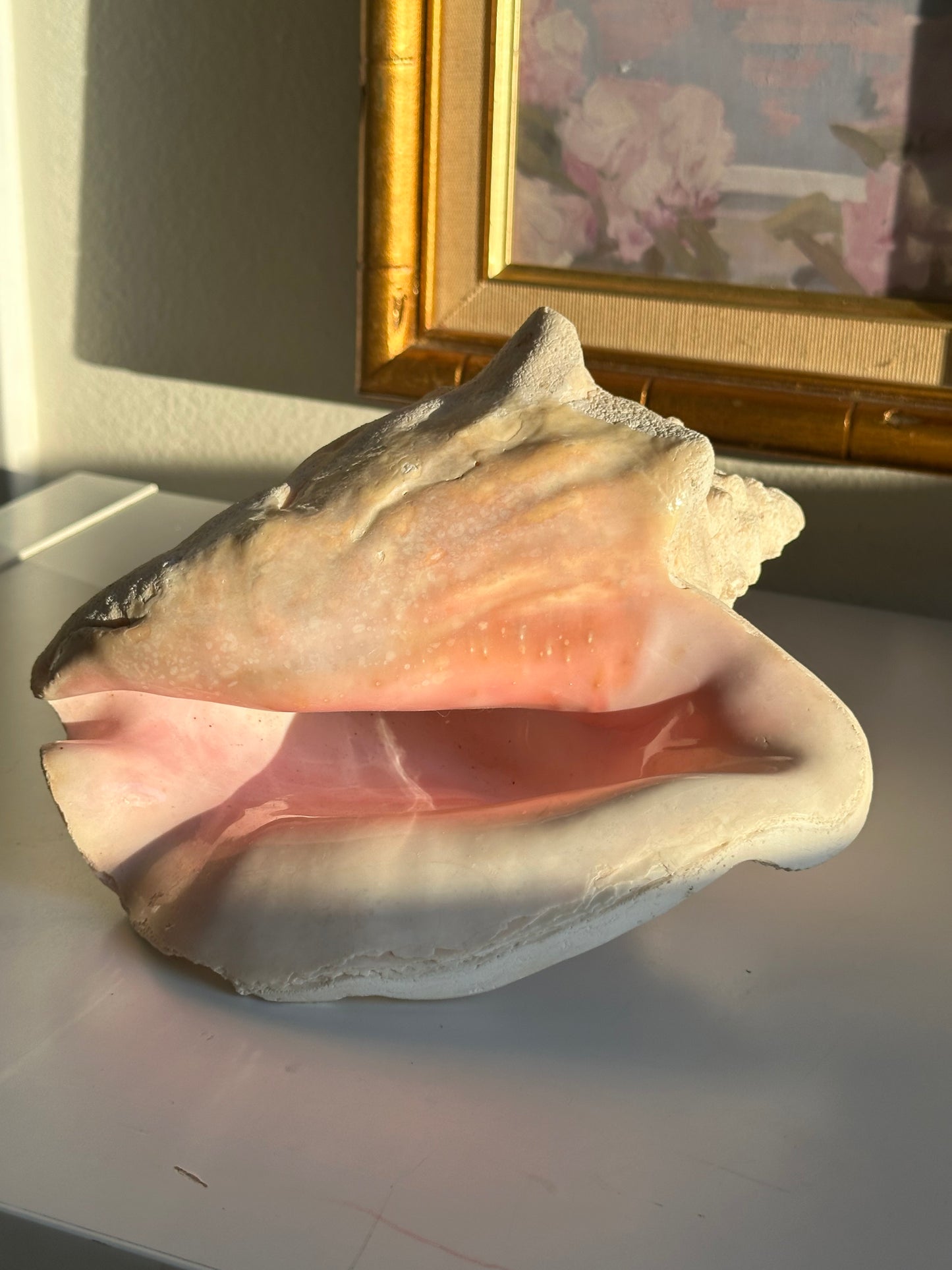 Real Conch Seashell