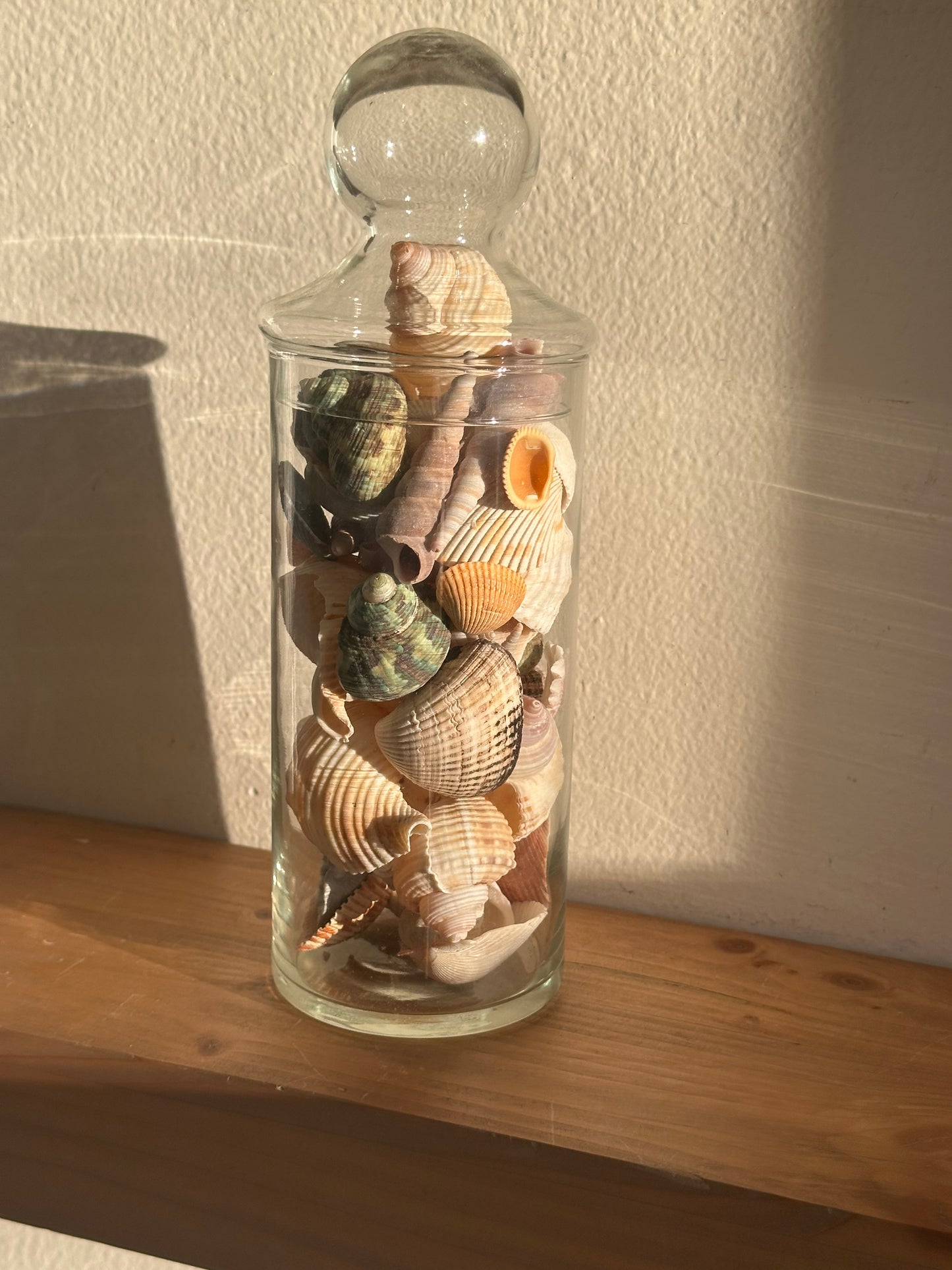 Glass Cylinder Vase with Real Seashells